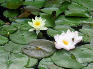 Picture of Water Lilies in a Pond