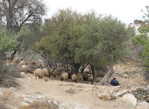Shepherd with sheep in Beit Sahour